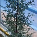 설 카페 이미지