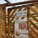 희성농장 | 경기 시흥 따요딸기농장 후기