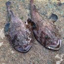 아귀자리 이미지