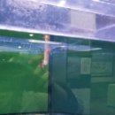 피시랑 놀자 이미지