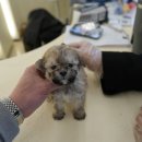 강아지분양 퍼피베이비 | 가족을 맞이하는 가장 신중한 선택, 수원 강아지분양 홍스퍼피 후기