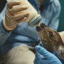 강원대학교 야생동물구조센터 | 운 좋은 야생동물이 다치면 어디로 가게?