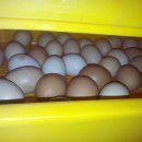 인암농원 이미지