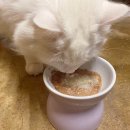 (주)종근당바이오 | 고양이유산균 종근당바이오 라비벳 영양제 급여후기