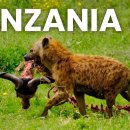 African Safari in Tanzania 4K | Relaxing Wildlife 이미지