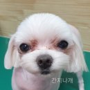 간지나개 이미지