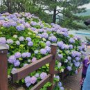 명사초등학교 | 거제의 여름, 수국으로 물들다 저구항 수국축제 여행 후기