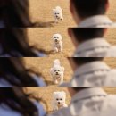 꼬리 흔드는 강아지 | 올림픽공원원스냅 추천, 커플스냅 강아지스냅 수권스냅 후기 (_@5_sk_v)