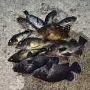 황쏘가리 | [26.2/14]입문자들도 쉽게 가능한 울진 볼락 루어 낚시 첫 출조 대박 후기