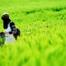 고창행복농장 이미지