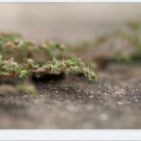 90112018 사마귀풀,남개연,진범,여우구슬,백부자~등등 이미지