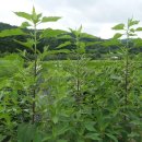 수호네 농장 이미지