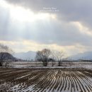 [강원여행]철새가 날아가고, 볏짚이 뒹구는 철원평야의 겨울풍경 이미지