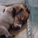 계산동물병원 이미지