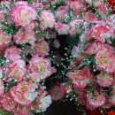 미광목장 이미지