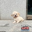 10만원부터 소형견분양 중형견분양 대형견분양 20-30만원대 강아지책임분양 강아지분양 만나보실 수 있어요 이미지