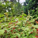 (재)천리포수목원 에코힐링센터 | 태안 가볼만한곳 천리포수목원 후기 (11월가볼만한곳)