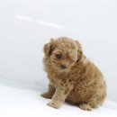 도그블랑 이미지