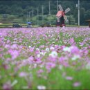 코스모스길14번길 이미지