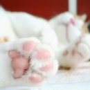고양이 발바닥 이미지