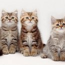 고양이날다 이미지