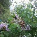 에버그린농장 이미지