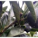 지우네 농장 이미지