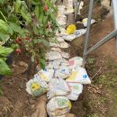 둔둔농장 | [워홀 D+46] 베리 농장 18번째 시프트 + 농장에서 발에 피나고 야생 뱀도 보고 밤에 또 인터뷰 한 날...