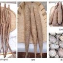마 종류 마즙 먹는 법 하늘마 효능 부작용 이미지