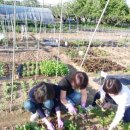 배미자농장 이미지