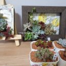 다육농가민박 이미지