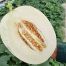 식이네농장 이미지