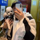 쿨한 강아지 | 청주 강아지 백내장 수술 (비용, 시간, 미용) 내돈내산 총정리