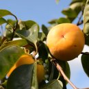 시목농장 이미지