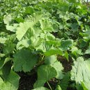 창죽테마영농조합법인 이미지