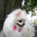 폴인퍼피 이미지