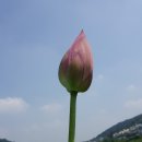 백설연차 이미지