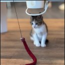 냥스테이 이미지