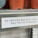 남선로 | 대전 탄방동 감성 꽃집 식물샵 삼이네 후기