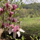 칠갑산산꽃마을 이미지