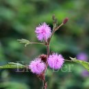 미모사세탁소 이미지