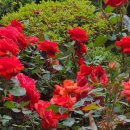 장미로 61 이미지