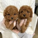 오독안심분양센터 강아지분양 고양이분양 광주점 | [공지] 광주 강아지 분양 고양이 분양_반려동물 입양 계획 중이라면_ 오독안심분양센터