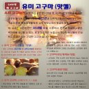 친환경 농법으로 직접 키운 2014년 햇 고구마 팝니다. 이미지