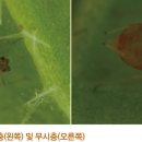 감자 - 충해(기생충) 복숭아혹진딧물(Green peach aphid, Myzus persicae Sulzer) 이미지