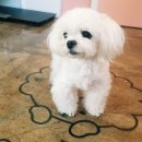 The 예쁘개 이미지