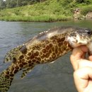 보성강7 이미지