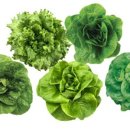 시티팜 네이버블로그
