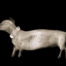 토비동물병원 이미지