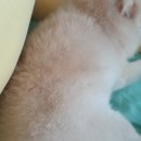 카페미밍코 이미지